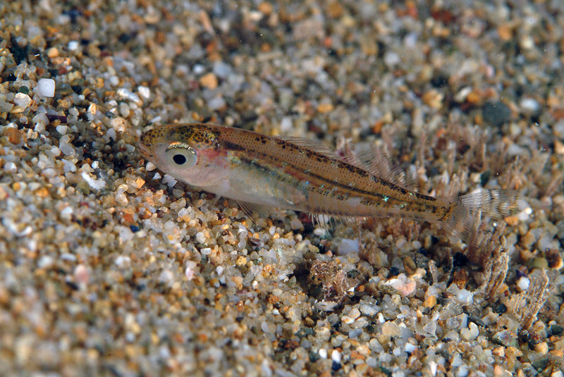 juvenile Sarpa salpa e juvenile Spicara sp.